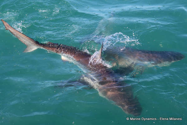 Bronze Whaler shark, South Africa 